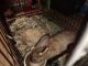 Flemish Giant Rabbits for sale in Florissant, MO, USA. price: NA