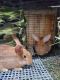 Flemish Giant Rabbits for sale in Twin Lakes, WI, USA. price: NA
