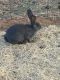 Flemish Giant Rabbits for sale in Gardendale, TX, USA. price: $50