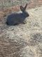 Flemish Giant Rabbits for sale in Gardendale, TX, USA. price: $45