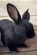 Flemish Giant Rabbits for sale in Woodland, California. price: $60