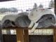 Flemish Giant Rabbits for sale in Lewes, DE 19958, USA. price: $40