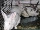 Flemish Giant Rabbits for sale in Lakeland, FL, USA. price: $25