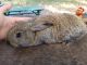 Flemish Giant Rabbits for sale in Hollywood, FL 33024, USA. price: $85