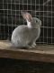 Flemish Giant Rabbits for sale in Meadow Vista, CA, USA. price: $50