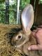 Flemish Giant Rabbits for sale in Haskell, Wanaque, NJ 07420, USA. price: NA