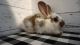 Flemish Giant Rabbits for sale in Sarasota, FL, USA. price: $60