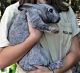 Flemish Giant Rabbits for sale in Sarasota, FL, USA. price: $75