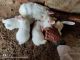 Florida White Rabbits for sale in Kanina, Haryana 123027, India. price: 1000 INR