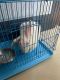 Florida White Rabbits for sale in Block C, Delta I, Greater Noida, Uttar Pradesh, India. price: NA