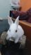 Florida White Rabbits for sale in Bhagwat Nagar, Kumhrar, Patna, Bihar 800020, India. price: 150 INR