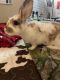 Florida White Rabbits for sale in Laurens, SC 29360, USA. price: $50