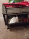 Florida White Rabbits for sale in Cohoes, NY 12047, USA. price: $400