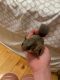 Flying squirrel Rodents