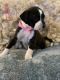 Formosan Mountain Dog Puppies for sale in Yoakum, TX 77995, USA. price: NA