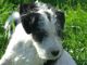 Fox Terrier Puppies for sale in Tampa, FL, USA. price: NA