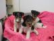 Fox Terrier Puppies for sale in Jacksonville, FL 32256, USA. price: NA