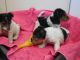 Fox Terrier Puppies for sale in Paris, TX 75461, USA. price: NA