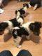 Fox Terrier Puppies for sale in Orange County, CA, USA. price: NA