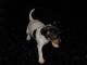 Fox Terrier Puppies for sale in San Jose, CA, USA. price: NA
