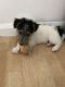 Fox Terrier Puppies for sale in Dallas, TX, USA. price: NA