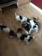 Fox Terrier Puppies for sale in Jacksonville, FL, USA. price: $400