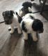 Fox Terrier Puppies for sale in Warrenton Way, Colorado Springs, CO 80922, USA. price: NA