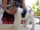 Fox Terrier Puppies for sale in Stockton, CA, USA. price: NA