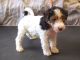Fox Terrier Puppies for sale in San Francisco, CA, USA. price: NA