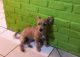 Selling female half terrier breed 5 month old dog