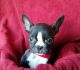 Francais Blanc et Noir Puppies for sale in New York, NY, USA. price: NA