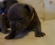 Francais Blanc et Noir Puppies for sale in Columbus, OH, USA. price: NA