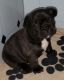 Francais Blanc et Noir Puppies for sale in Hartford, CT, USA. price: NA