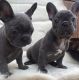 Francais Blanc et Orange Puppies for sale in New York, NY, USA. price: NA