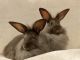 French Angora rabbit Rabbits