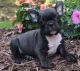 French Bulldog Puppies for sale in Albany, NY, USA. price: $840
