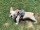French Bulldog Puppies for sale in Washington, DC, USA. price: $4,500