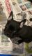 French Bulldog Puppies for sale in Bradenton, FL, USA. price: $2,000