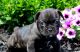 French Bulldog Puppies for sale in Buffalo, NY 14216, USA. price: NA