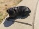 French Bulldog Puppies for sale in Aurora, CO, USA. price: $3,000