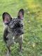 French Bulldog Puppies for sale in Sleepy Hollow, NY 10591, USA. price: $3,500
