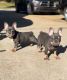 French Bulldog Puppies for sale in Monroe, GA, USA. price: NA