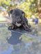 French Bulldog Puppies for sale in Aurora, CO, USA. price: $2,500