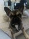 French Bulldog Puppies for sale in Port Chester, NY 10573, USA. price: $6
