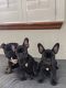 French Bulldog Puppies for sale in Aurora, CO, USA. price: $2,000