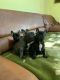 French Bulldog Puppies for sale in 2145 S Tonne Dr, Arlington Heights, IL 60005, USA. price: NA