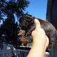 French Bulldog Puppies for sale in Aurora, IL, USA. price: $3,000