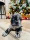 French Bulldog Puppies for sale in Orem, UT, USA. price: NA