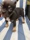 French Bulldog Puppies for sale in Phillips Ranch, CA 91766, USA. price: NA