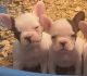 French Bulldog Puppies for sale in Rochester, NY, USA. price: $2,500